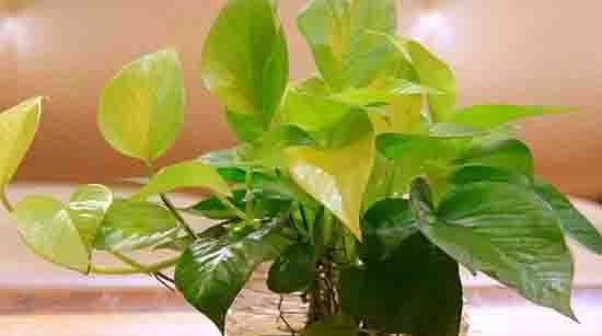 养花黄叶的原因全在这，对症下药，黄叶3天绿回来