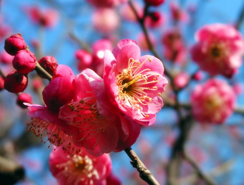 【诗词原创】王月|紫燕翩翩轻剪水桃花一朵又逢春