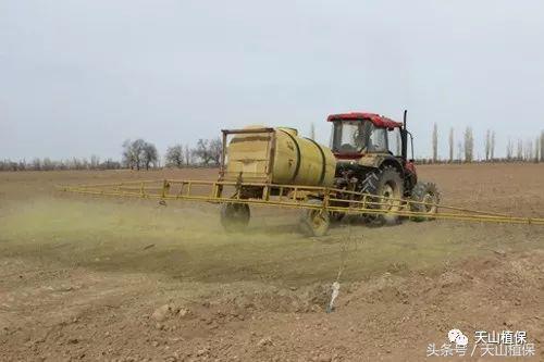 龙草净在棉田防除龙葵技术