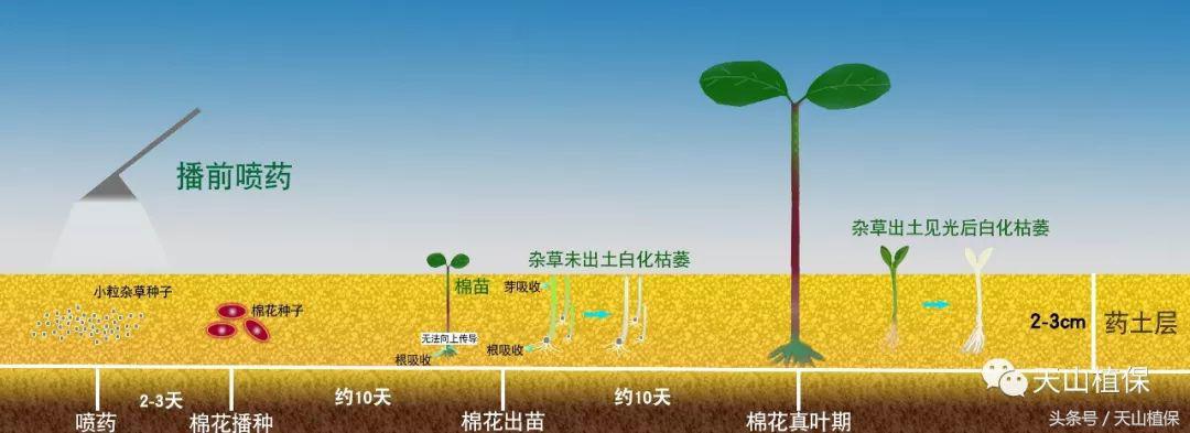 龙草净在棉田防除龙葵技术