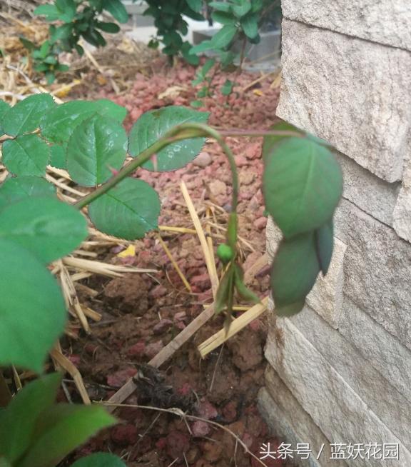 网购月季到家花苞蔫了怎么办,月季换盆后花苞蔫了怎么补救