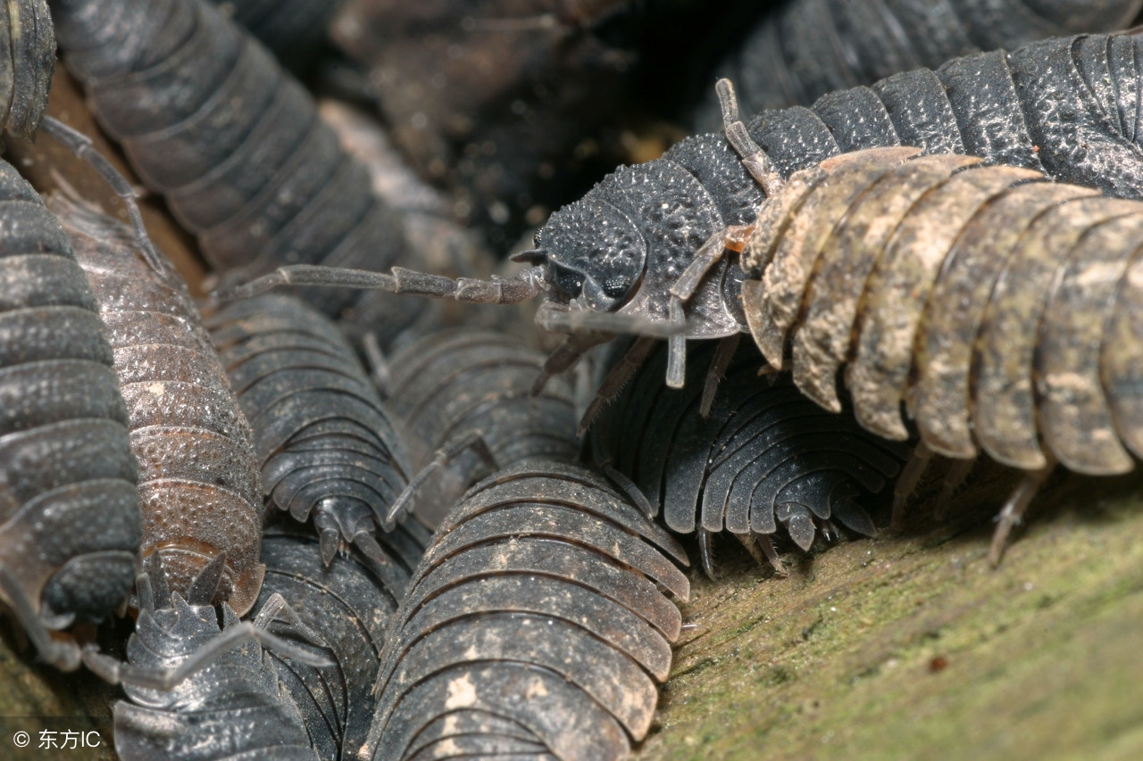 土鳖养殖骗局曝光,养殖业投资骗局揭秘