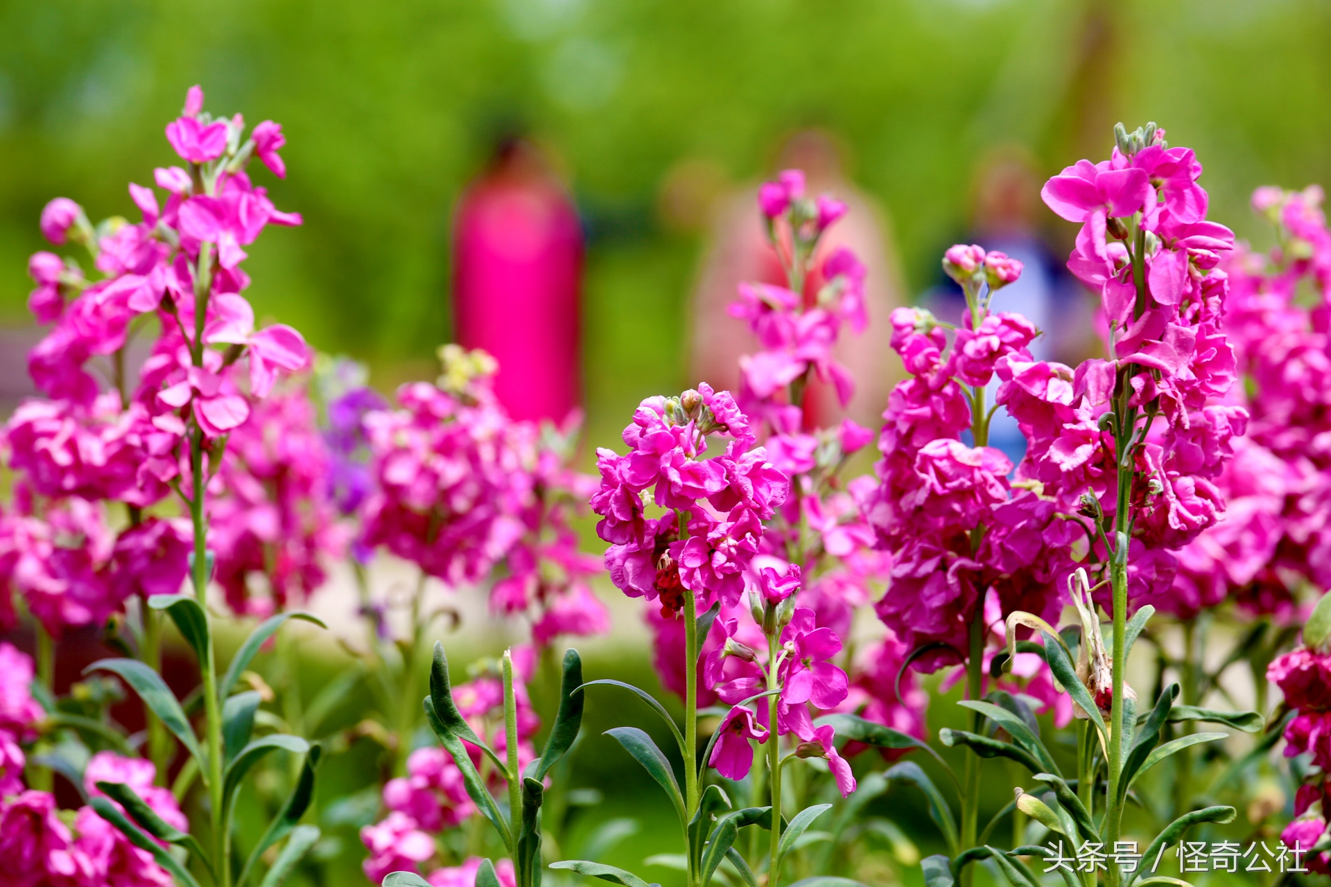 宜昌市夷陵区同心花海,2020宜昌赏花同心花海