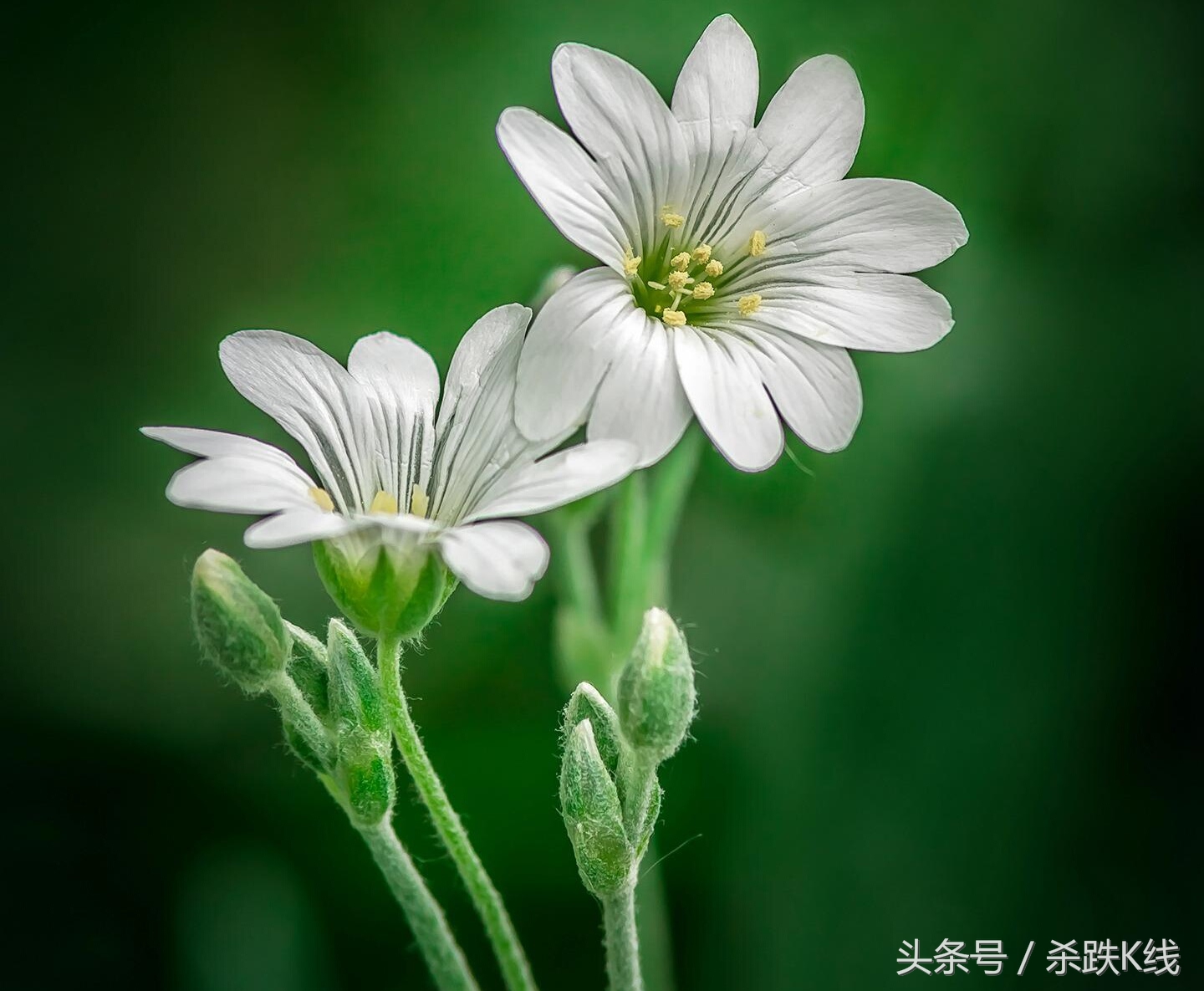 龙虎榜解析市场资金动向,关于股市龙虎榜的理解和看法