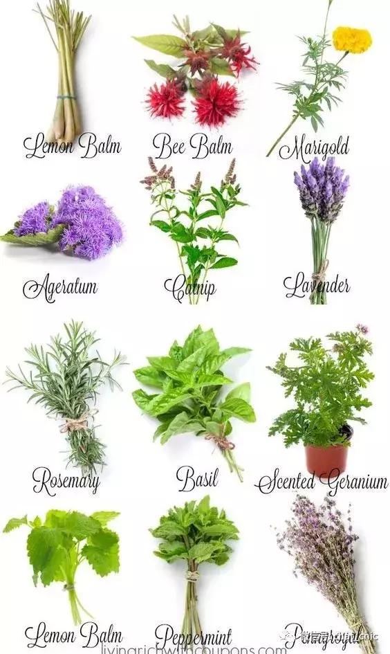 蚊子喜欢用什么驱蚊液,驱蚊最好的4种物品