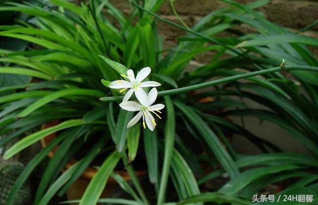 下雨天如何去除家里的异味,一到夏天始终感觉家里有臭味