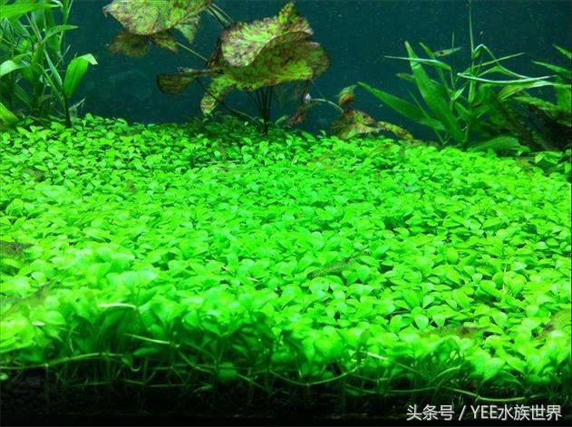 矮珍珠入缸怎么不长,矮珍珠根部烂了怎么办