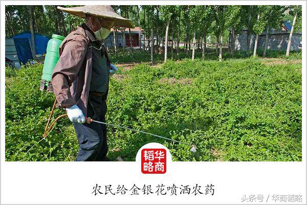 你不知道的中国神药,中国的神药