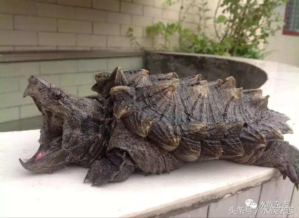 鱼缸里的龟,鱼缸里面的龟晒台