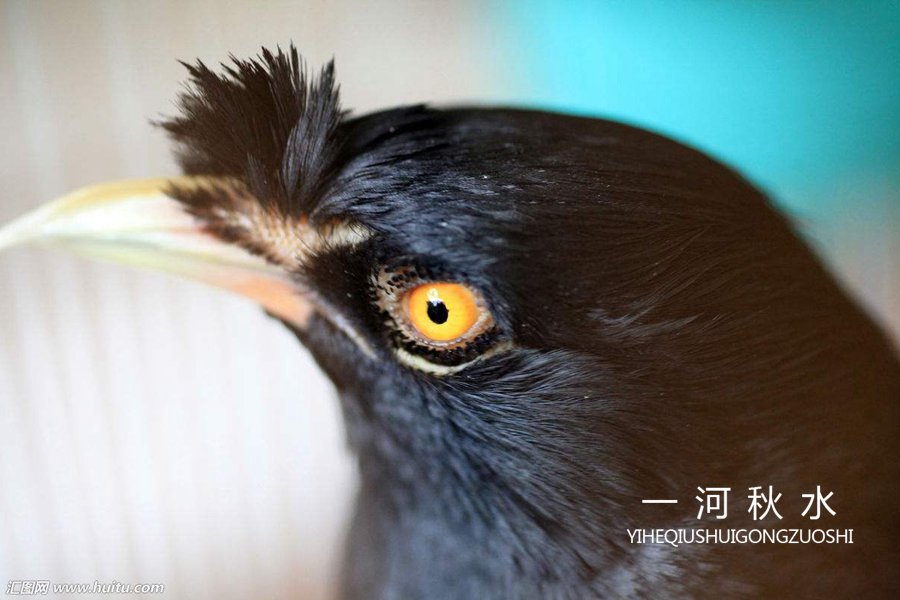 朋友家的八哥,养了一只最笨的八哥怎么办