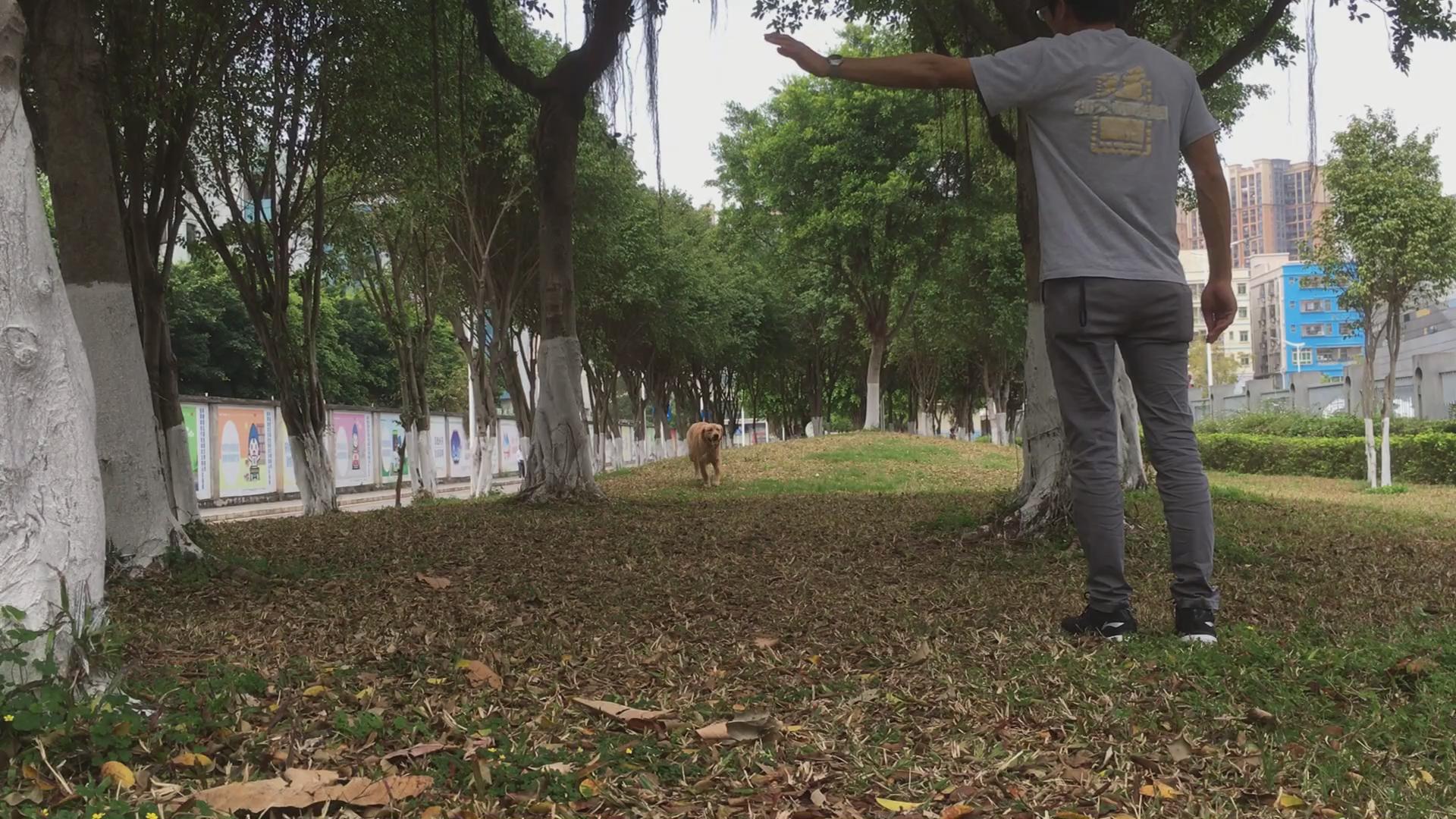 八个月金毛太闹腾,怎样驯服金毛听话