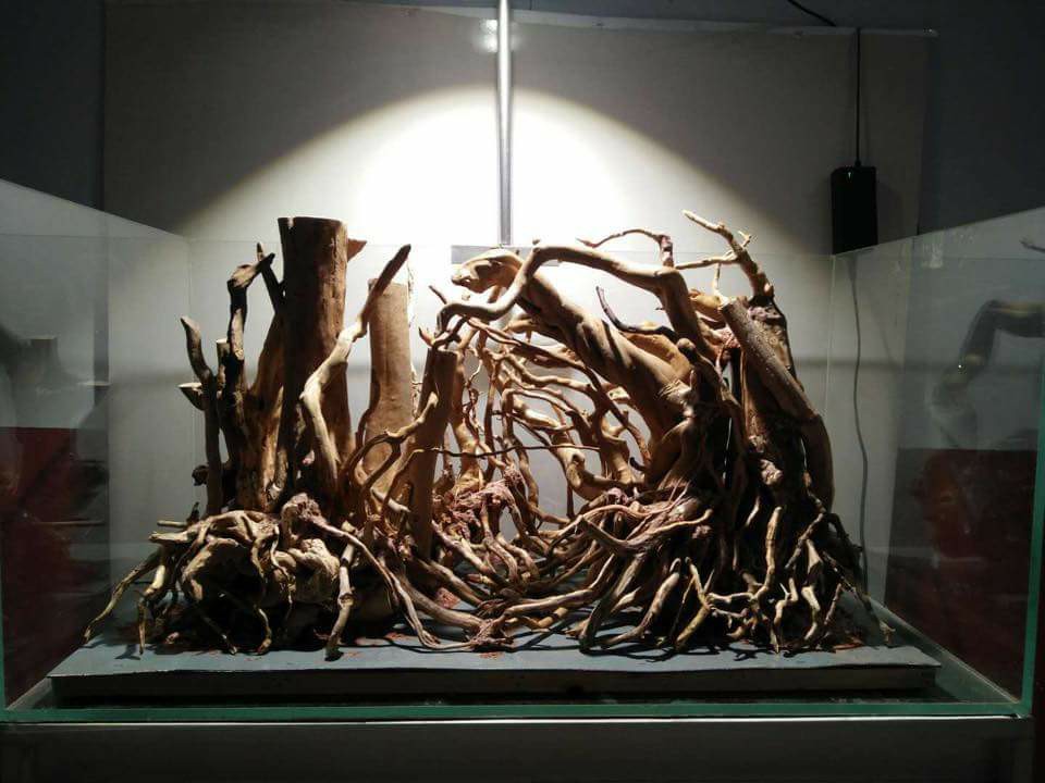 鱼缸改造草缸造景新手教程,新手草缸简单造景图