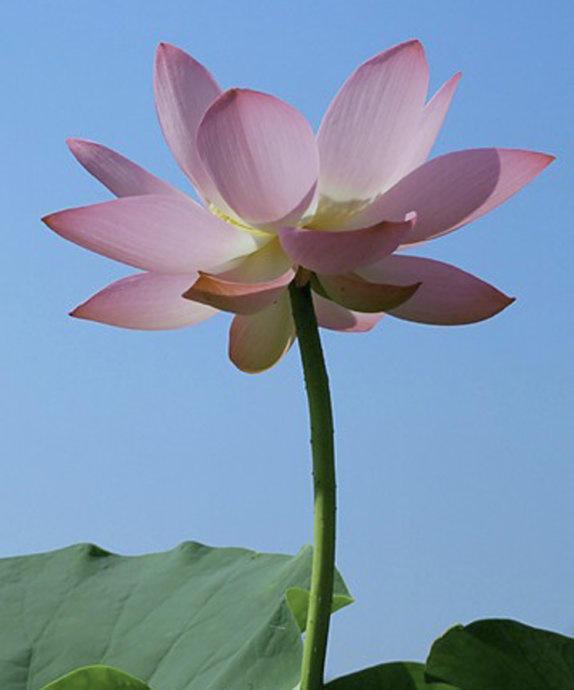 拍荷花用ps做成水墨画方法,ps怎样将拍的荷花p得漂亮免费教程