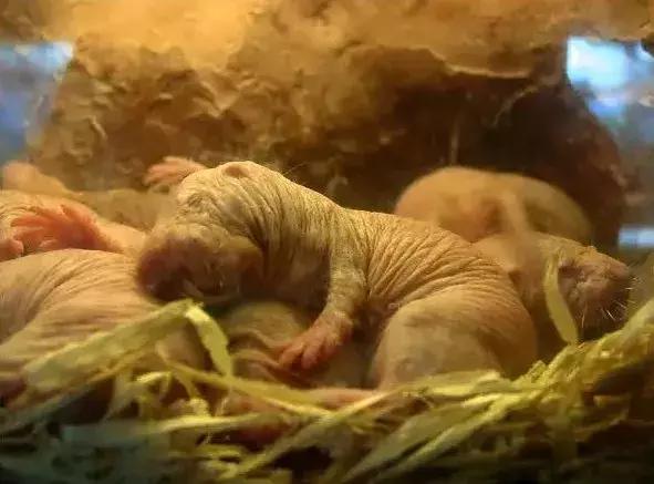 裸鼹鼠不衰老为什么会死,裸鼹鼠一生不得病吗