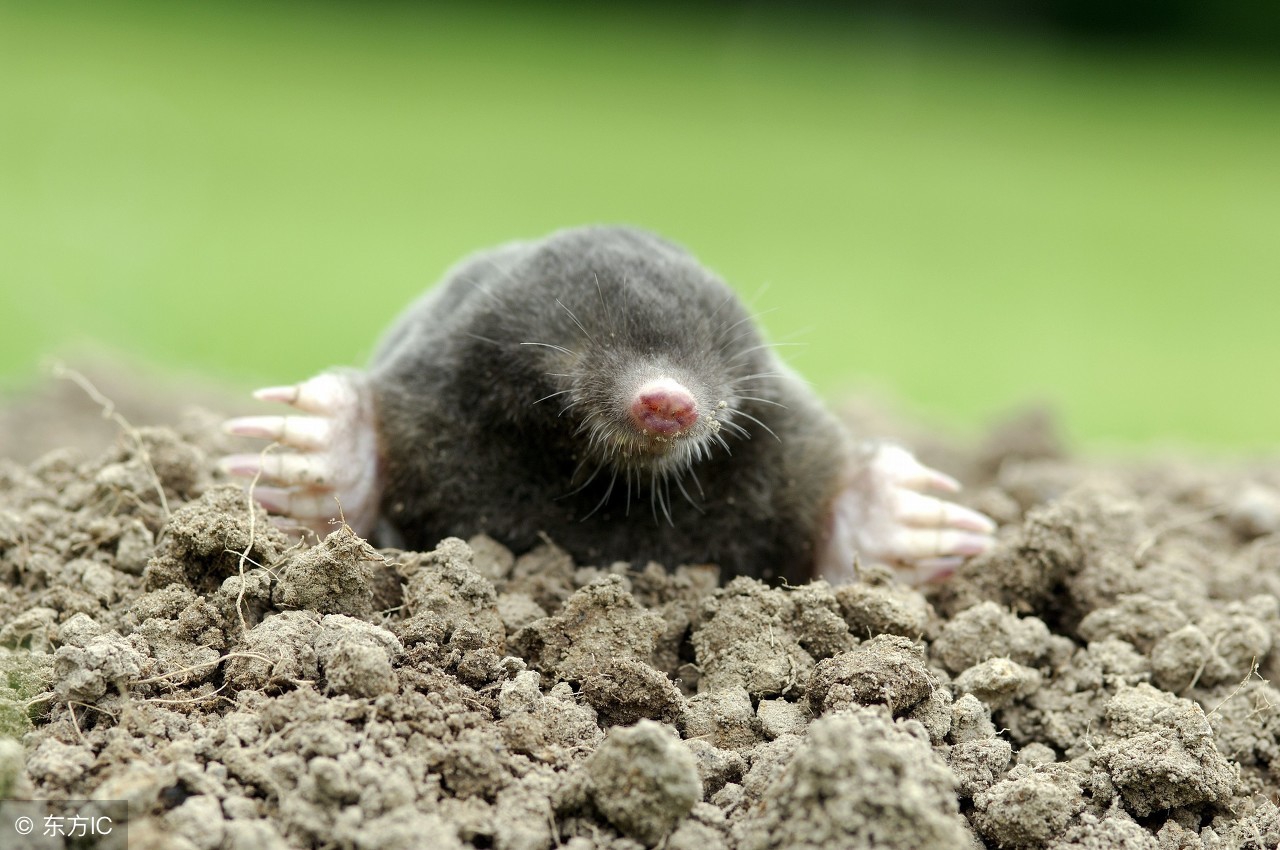 自愈能力最强的哺乳动物,唯一不会得癌症的哺乳动物