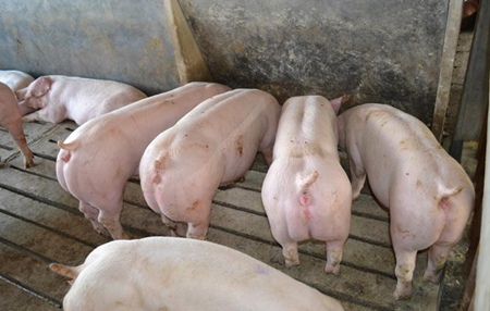 种母猪选择哪种比较好,养殖场母猪一般是哪种母猪