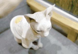 猫头秃了一块毛是怎么回事,为什么猫一直掉毛还不秃