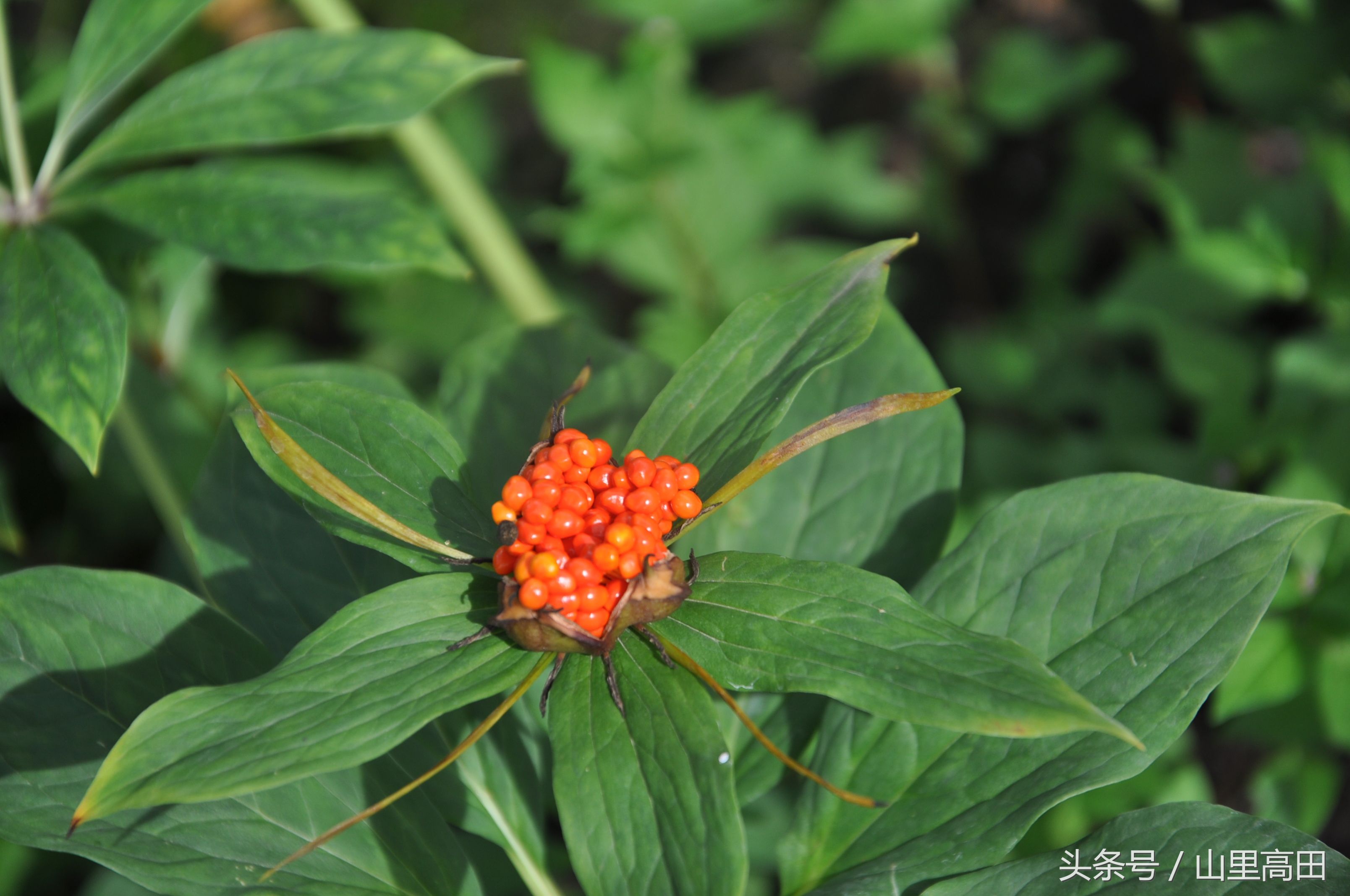 这种植物不但有毒还会杀精子