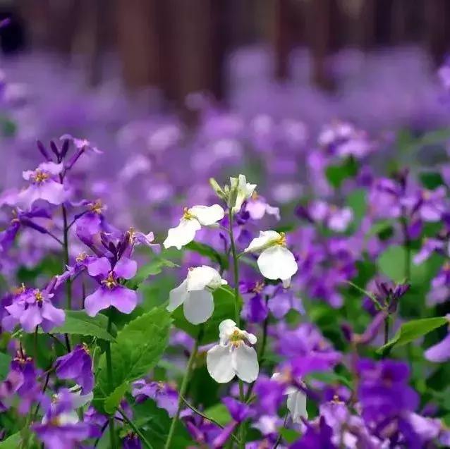 300种园林植物栽培与应用,苗木种植园林绿化