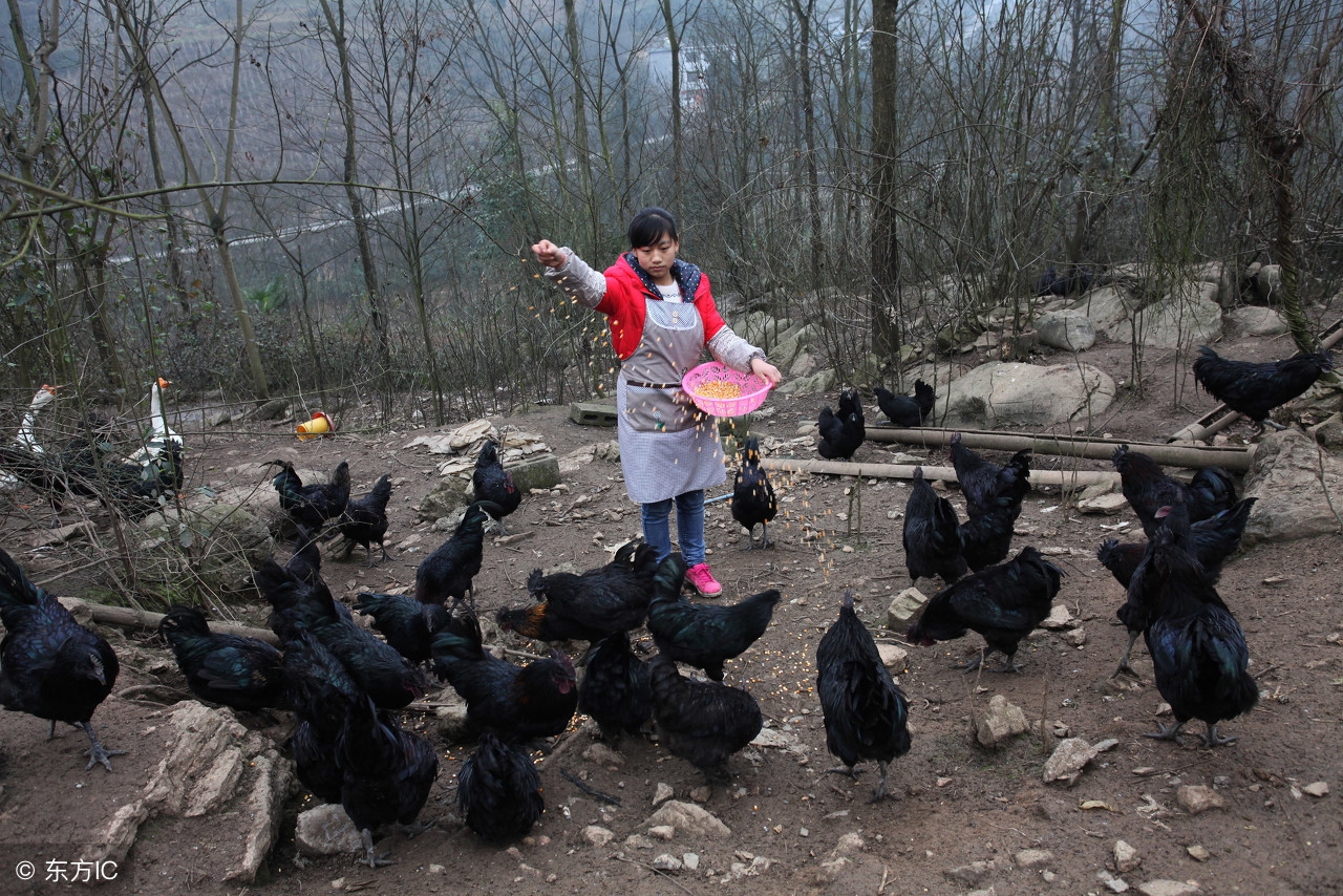 乌骨鸡和五黑鸡哪个贵,乌鸡与五黑鸡哪个营养价值高