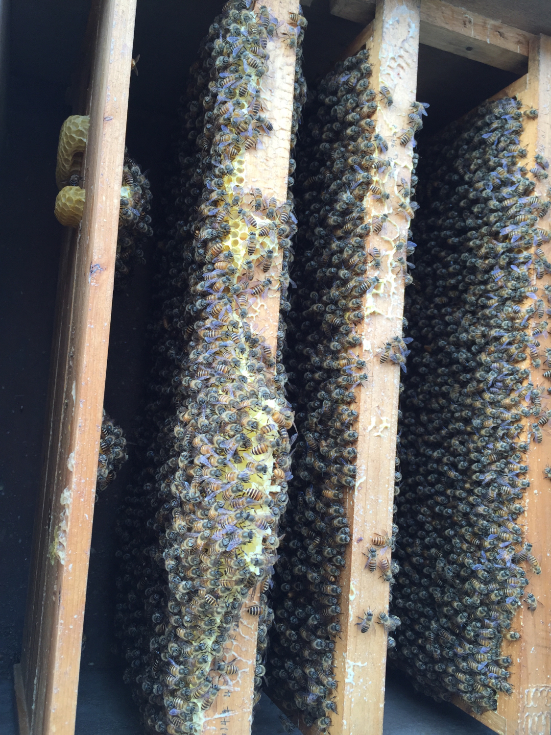 合并蜂群要关王吗,工产蜂群如何合并