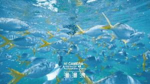 帕劳当地美女,帕劳美女长什么样