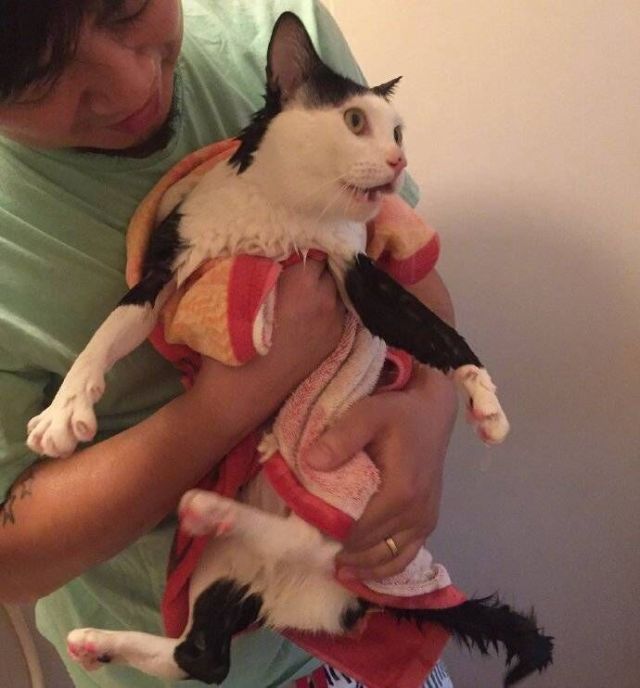 给猫咪洗澡的正确方法,给猫咪洗澡的全过程步骤技巧