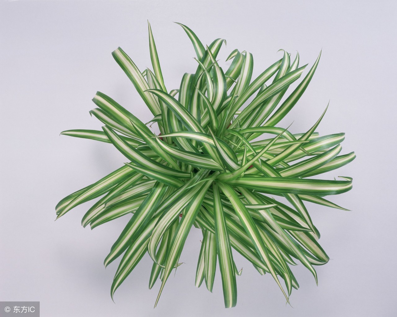 墙纸有味道怎么消除,墙纸去霉后有药味怎么办