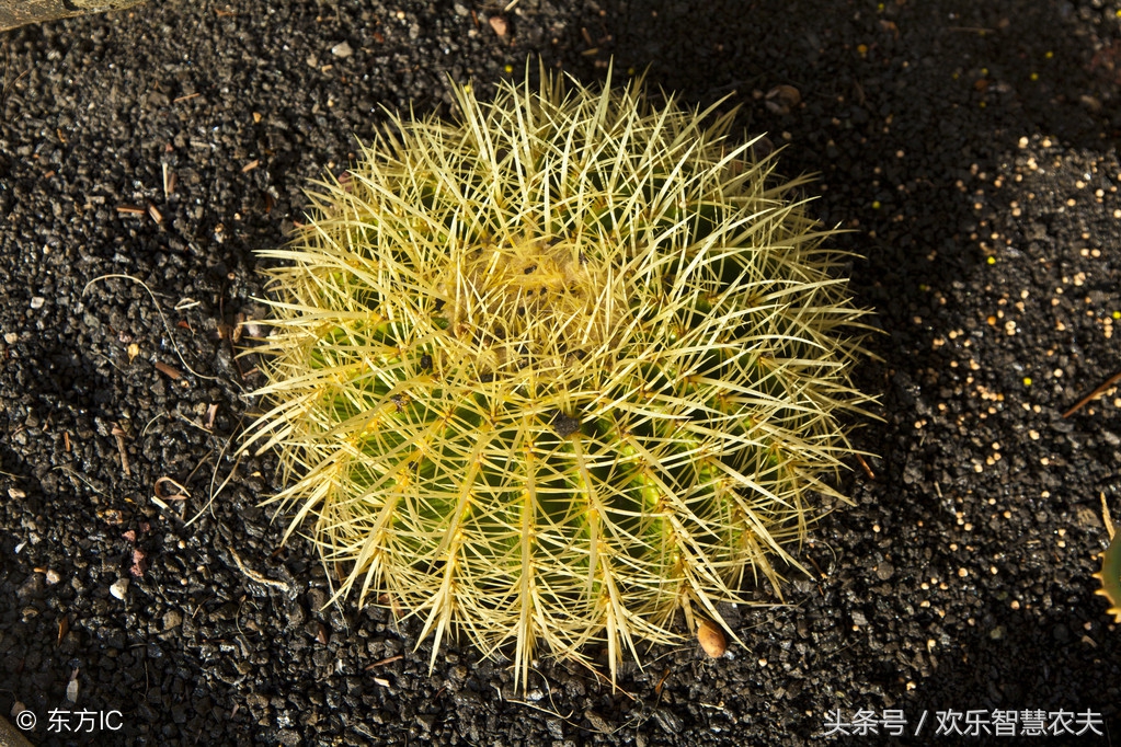 花卉市场买盆栽避坑,购买盆栽注意什么细节