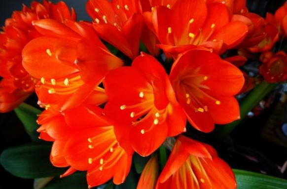 1片小药片兑水，往花盆一倒！花蹭蹭蹭往上长，不烂根，老旺盛了