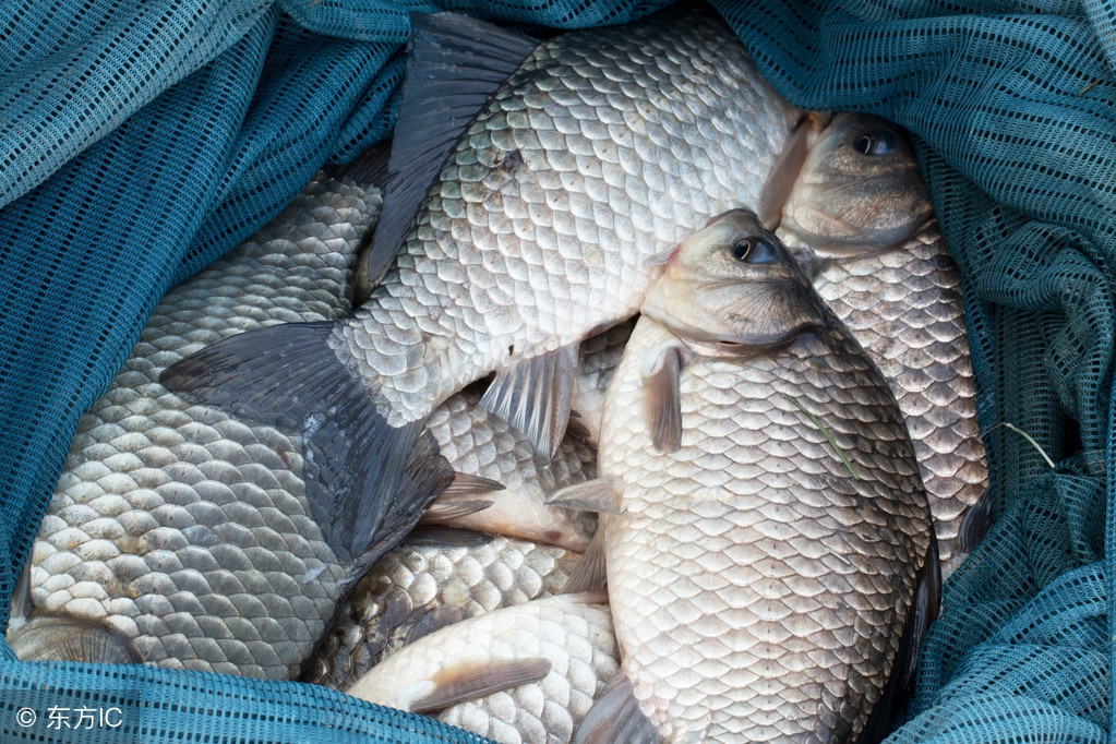 盘点钓鱼界各路大神的顶级操作,钓鱼界五大冷知识你都知道吗