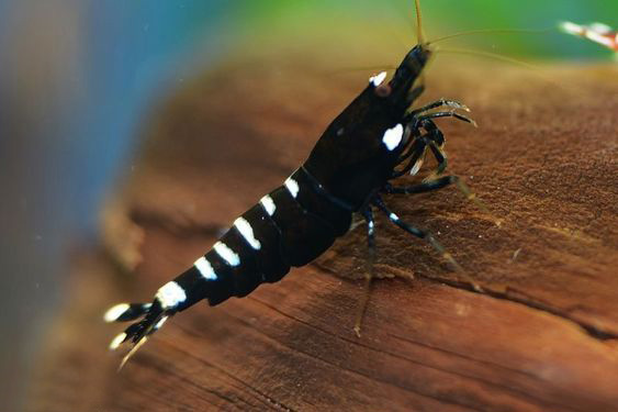 观赏虾和观赏鱼哪个好养一些,观赏鱼养多了好吗