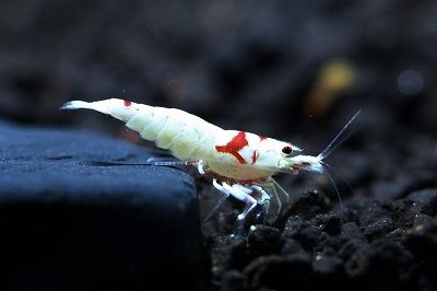 观赏虾和鱼,鱼观赏虾