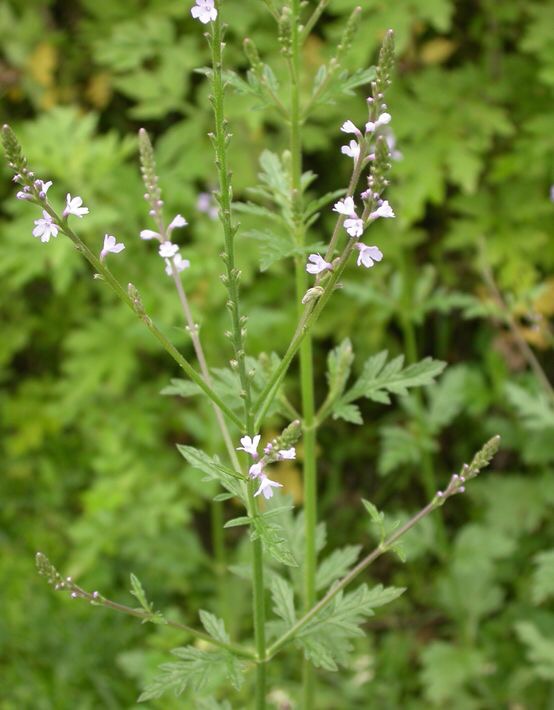 妇科疾病——中医食疗方！只要您有足够的耐心，结果总会让您满意