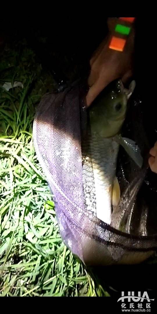 钓鱼日记野钓鲫鱼,钓友日记钓鱼记