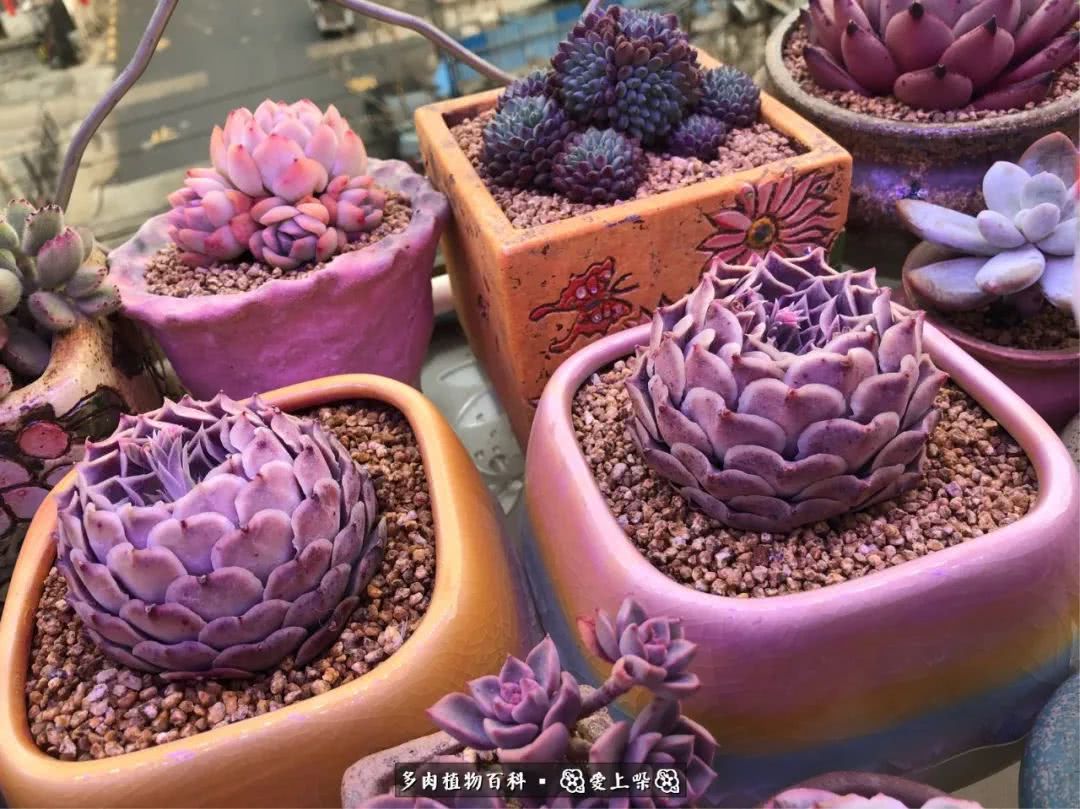 没阳光的多肉也如此迷人,不需要很多阳光的多肉