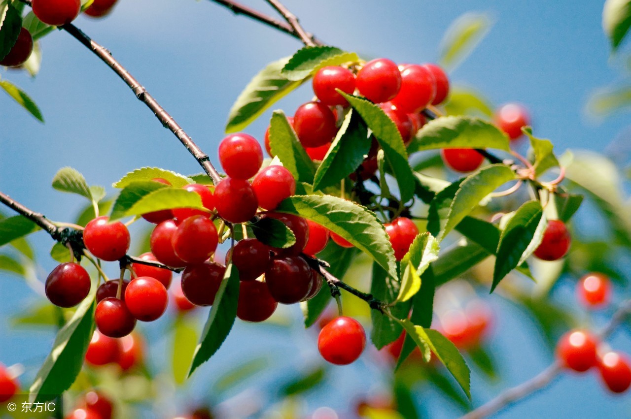 怎么判断樱桃有没有变色,樱桃在正常情况下什么时候成熟