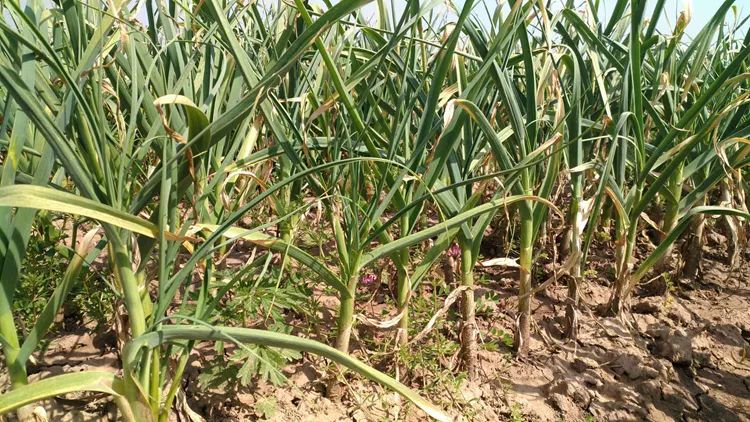 抽了蒜苔卖蒜苗,抽出来的蒜苔好短