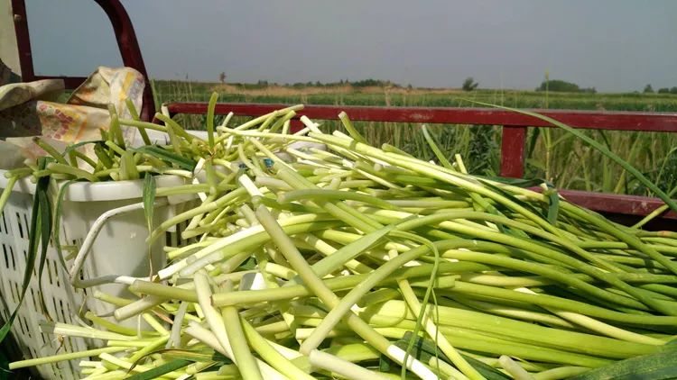 抽了蒜苔卖蒜苗,抽出来的蒜苔好短