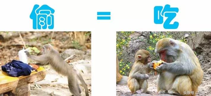 动物灵活训练,训练动物必杀技