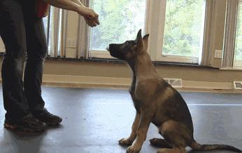 动物灵活训练,训练动物必杀技