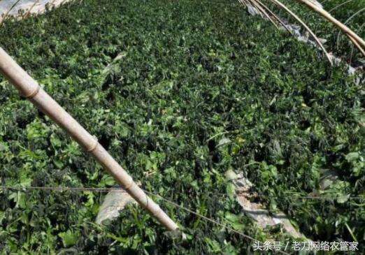 全国最新马铃薯冻害,马铃薯苗期冻害如何补救