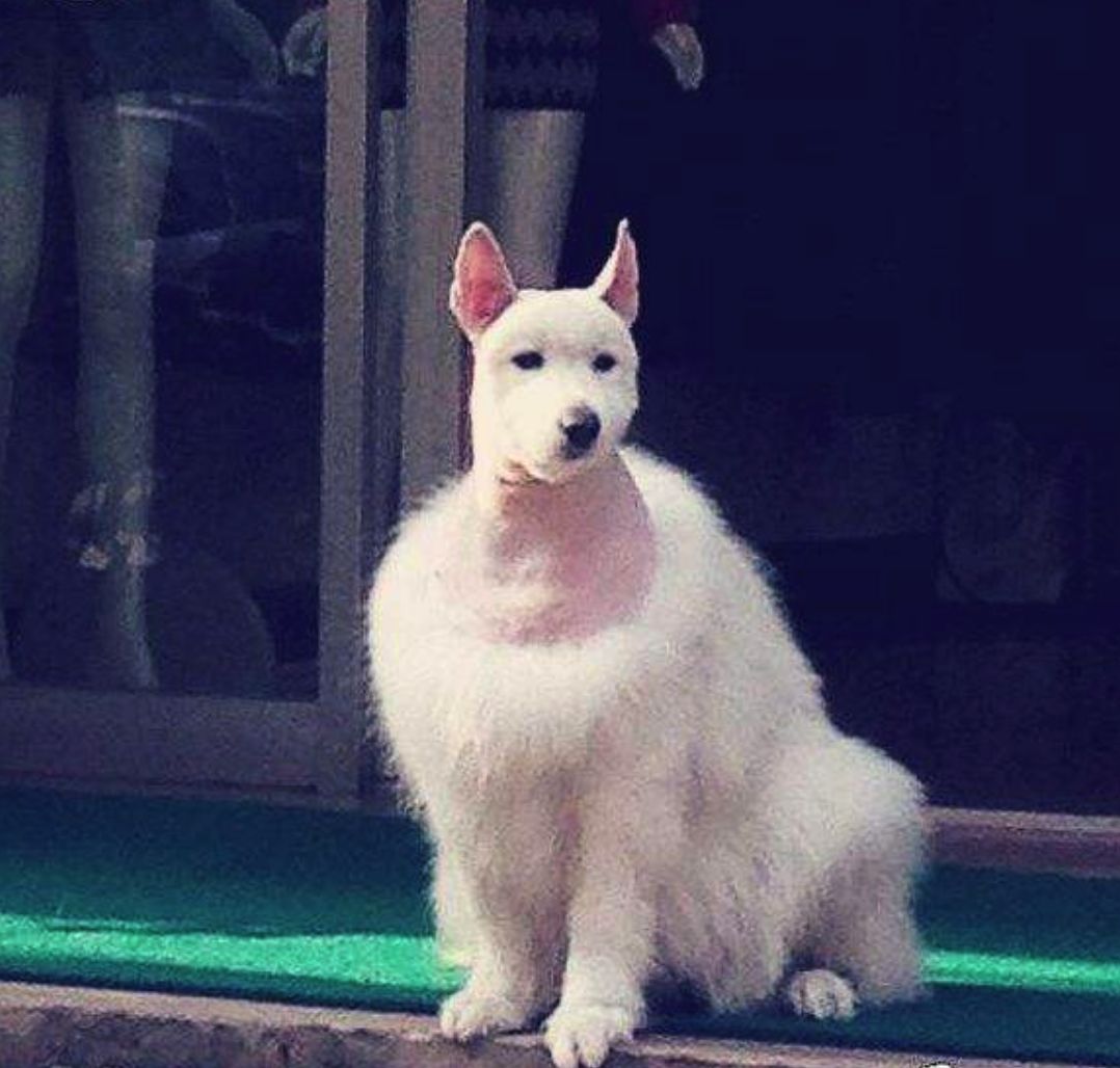给狗狗剃毛剃成很奇怪的样子,狗狗剃了毛照镜子