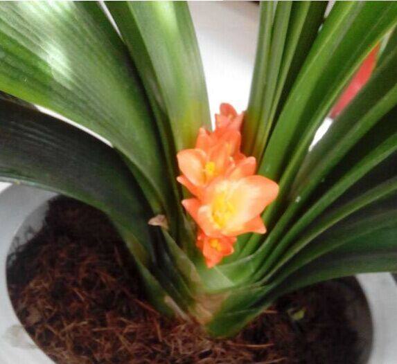 君子兰夹箭用温水泡,君子兰夹箭花出不来什么原因