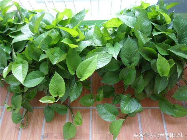 绿萝快死掉了怎么办？记住这3点，让你养的绿萝起死回生！