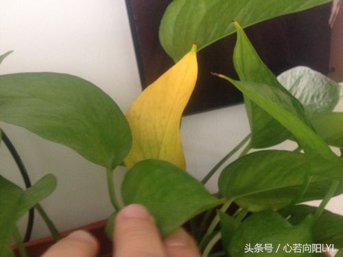 绿萝快死掉了怎么办？记住这3点，让你养的绿萝起死回生！