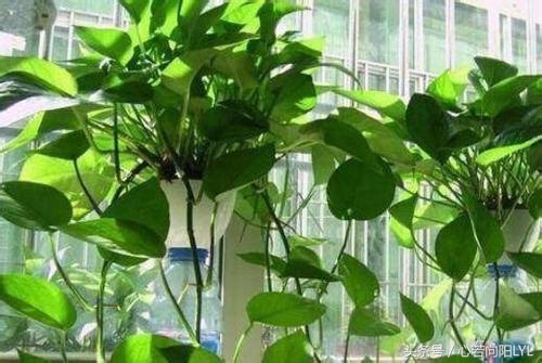 让绿萝起死回生的正确方法,绿萝怎么养才不会死掉