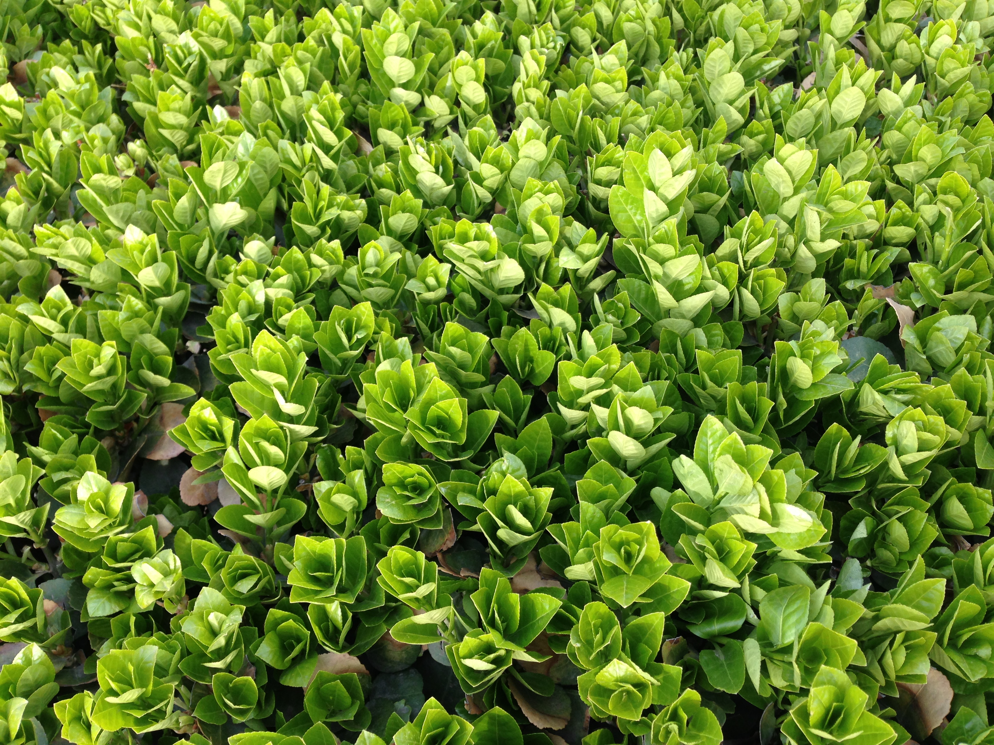 善心善行一日一禅语,善心善念善行有哪些