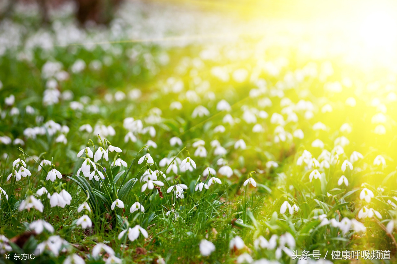 慢阻肺常用哪种药治疗,三联吸入治疗慢阻肺是什么药