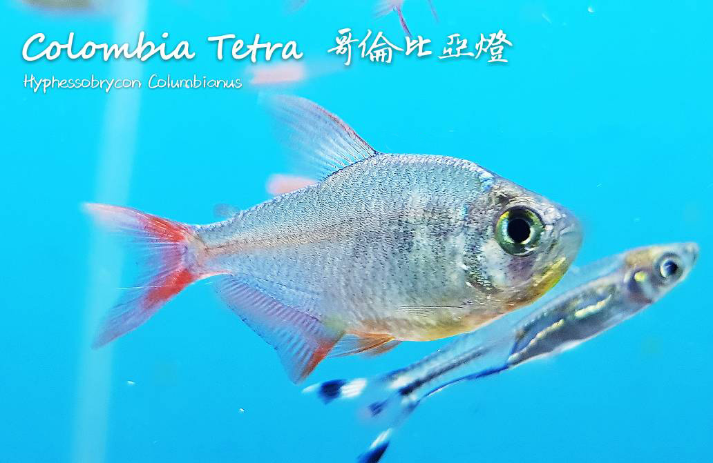 观赏鱼热带鱼品种,热带鱼品种太多认不清